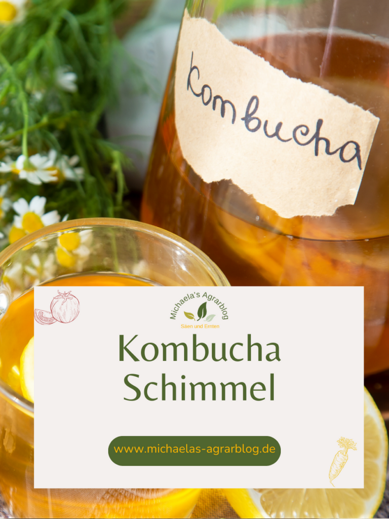 Kombucha Schimmel