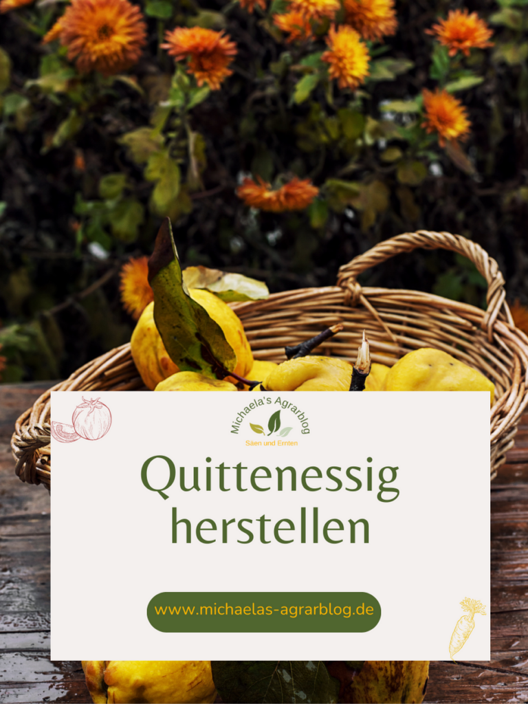 Quittenessig mit Essigmutter