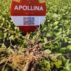 Saatgut Landwirtschaft. Appolina